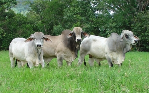 Brote de fiebre aftosa ser&aacute; superado para retomar estatus sanitario