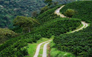 El camino es largo, caficultores ganan terreno, pero enfrentan sobrecostos