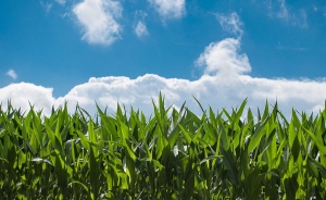 Debilitamiento de El Ni&ntilde;o reactivar&aacute; siembras en Colombia