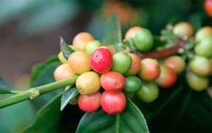 Producci&oacute;n de caf&eacute; de Colombia aumenta 4% en septiembre