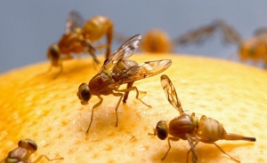 R.Dominicana dice que brote de mosca que provoc&oacute; veda de EE.UU. baj&oacute; en 93 %