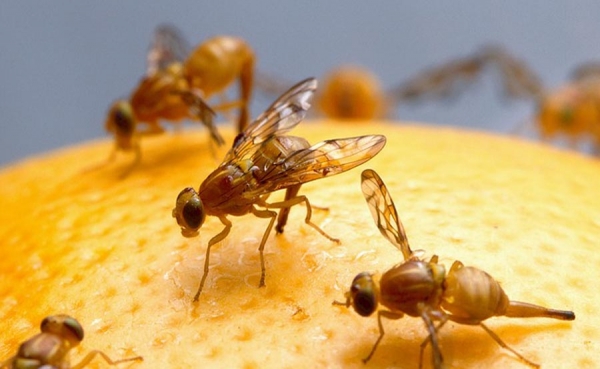 R.Dominicana dice que brote de mosca que provoc&oacute; veda de EE.UU. baj&oacute; en 93 %