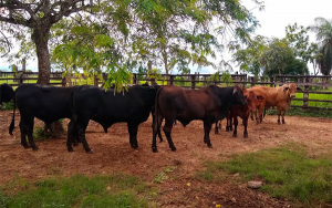 La Estrella impulsa ganader&iacute;a regenerativa y ambientalmente responsable
