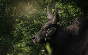 Ceb&uacute;, la raza de aguante que triunf&oacute; en el tr&oacute;pico hostil: Gabriel Puerta