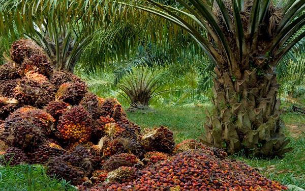 El mejor herbicida contra la coca no es el glifosato, es la palma: Murgas