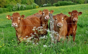 Laboratorios Limor tiene la soluci&oacute;n al problema de garrapatas