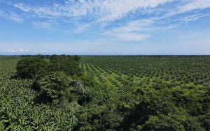Sector bananero: 52.000 Hect&aacute;reas cultivadas y 300.000 Empleos
