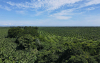 Sector bananero: 52.000 Hect&aacute;reas cultivadas y 300.000 Empleos