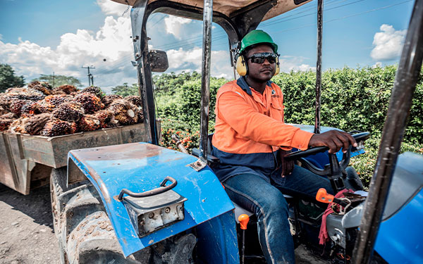 Producci&oacute;n de aceite de palma alcanz&oacute; cifra hist&oacute;rica en 2022