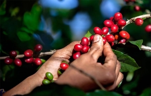 Cenicaf&eacute; renueva cooperaci&oacute;n para blindar a Colombia de CBD