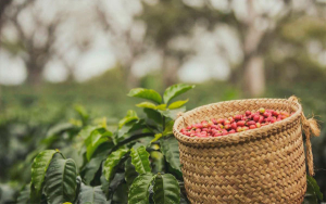 Del cautiverio a reencontrar vida en la caficultura: La historia de Lisardo