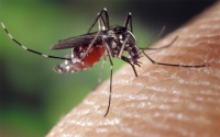 FAO se suma a la lucha contra el Zika en Am&eacute;rica Latina y el Caribe