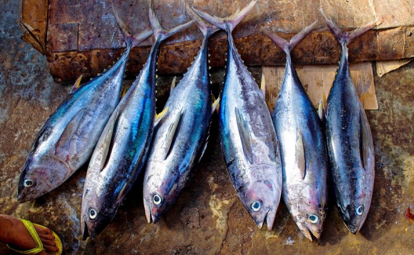 El primer at&uacute;n del a&ntilde;o en Tokio subastado por 108.000 euros