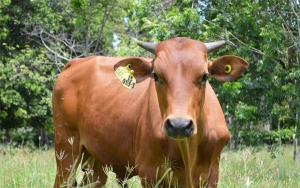 ICA ampli&oacute; ciclo de vacunaci&oacute;n contra fiebre aftosa y brucelosis