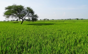 Arroceros piden pol&iacute;ticas que  defiendan la agricultura nacional