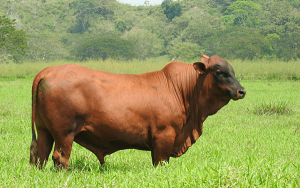 Criollo, esencial en cruzamientos, pero se necesitan n&uacute;meros: Asocriollo