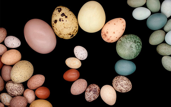 Colecci&oacute;n de huevos de Latinoam&eacute;rica: aporte a la investigaci&oacute;n de aves