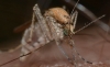 En M&eacute;xico aprueban primera vacuna contra el dengue