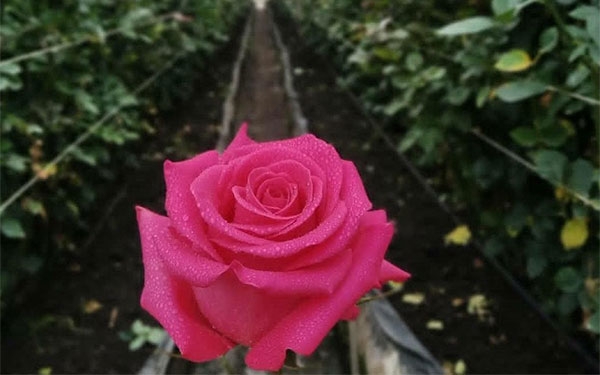 Flores Colombianas, el esp&iacute;ritu amoroso que rinde tributo a San Valent&iacute;n