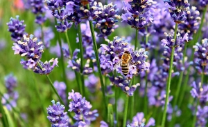 Empresas del sector de las flores triplicaron utilidades