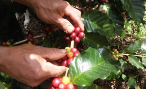 Devaluaci&oacute;n es un peligro para la caficultura: G&oacute;mez Estrada