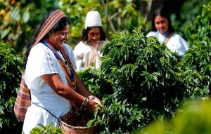 Caf&eacute; del Cesar no ser&aacute; una leyenda: Cuando el amor se siembra en las serran&iacute;as