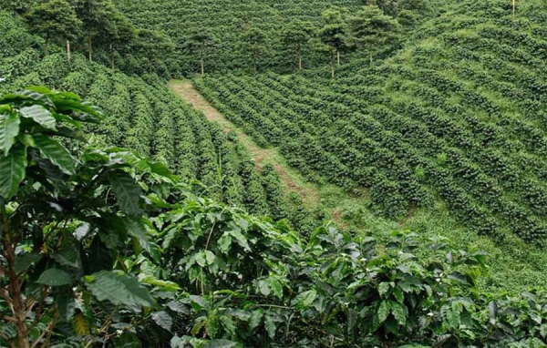Atenci&oacute;n: En Colombia 216 mil caficultores no han legalizado sus predios