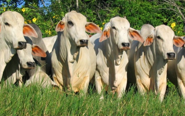 Aftosa en Colombia: De mafias, hamponer&iacute;a, corrupci&oacute;n y otros demonios