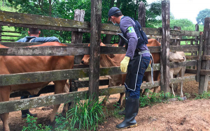 ICA ampl&iacute;a ciclo de vacunaci&oacute;n contra aftosa en las zonas de Frontera