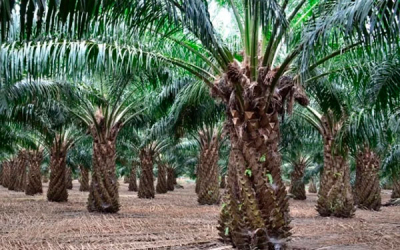 SEPALM, mejoramiento gen&eacute;tico por tradici&oacute;n