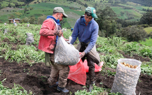 Producci&oacute;n de papa a buen ritmo, importaciones con dumping tambi&eacute;n