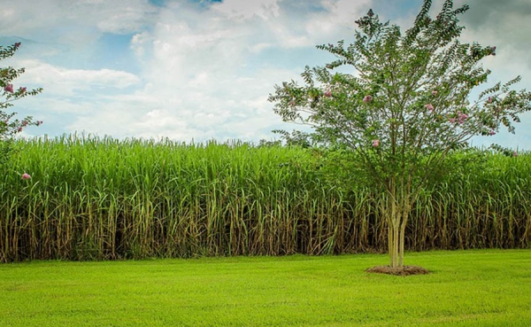 Cuba anuncia que zafra azucarera arrancar&aacute; el 25 de noviembre