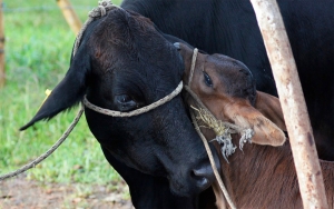 Habr&iacute;a fondo para que los m&aacute;s pobres consuman leche